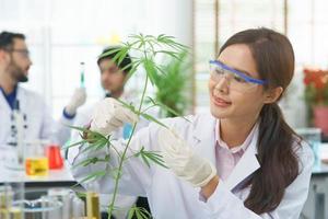 feliz mujer asiática científica sonrisa mirando planta hojas de cannabis investigación cannabis extracto químico alternativo en granja agro laboratorio, farmacéutico seleccione hoja ganja medicina alternativa laboratorio legal. foto