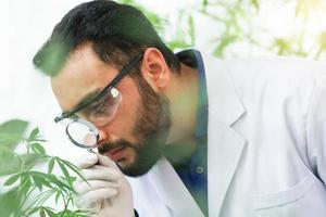 Scientists male middle east expertise hold magnifier observe growth research leaf ganja cannabis laboratory indoors greenhouse. doctor medicinal biologist biotechnology cultivation herbal therapies. photo