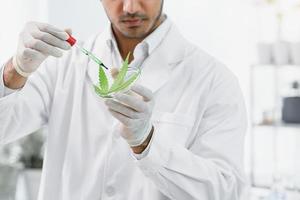 El científico masculino investiga el extracto de ganja químico alternativo de cannabis en el laboratorio médico, los médicos profesionales o el farmacéutico muestran que la medicina alternativa de ganja de hoja verde de hierba de cáñamo es legal. foto
