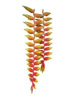 heliconia rostrata, planta herbácea, inflorescencia axilar, inflorescencias colgantes, dispuestas alternativamente en dos filas verticales en el mismo plano, roja, con puntas amarillas. foto