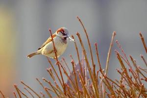 Male house sparrow gathers nesting materials in early spring photo