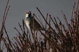 Male house sparrow perched on bare branches in early spring photo