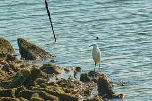 A white great egret rests on rocks on the shore of the Gulf of Mexico photo