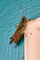 Red-legged grasshopper rests on a white door frame photo