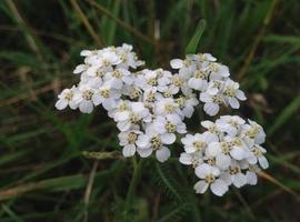 Yarrow flowers. The photo shows a close-up of white yarrow flowers in the grass.