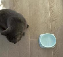 British cat and bowl. photo