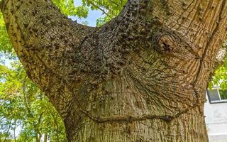 Huge beautiful Kapok tree Ceiba tree with spikes in Mexico. photo