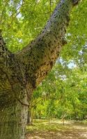 enorme y hermoso árbol de ceiba ceiba con picos en méxico. foto