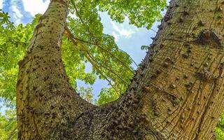 Huge beautiful Kapok tree Ceiba tree with spikes in Mexico. photo