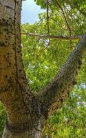 Huge beautiful Kapok tree Ceiba tree with spikes in Mexico. photo