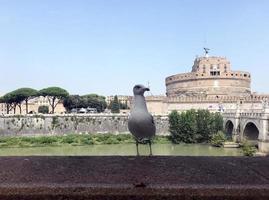 Italy Rome. The photo is a view of the city. Seagull in the foreground.