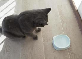 British cat and bowl. photo