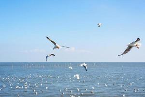 gaviota vuela sobre el mar foto