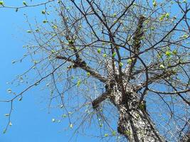 The first spring leaves on a tree against a blue sky photo