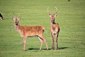 A view of a Red Deer in the Cheshire Countryside photo