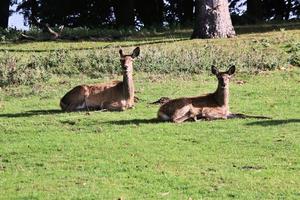 A view of a Red Deer in the Cheshire Countryside photo