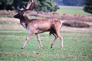 A close up of a Fallow Deer photo