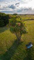 This cordyline tree at Felixstowe Ferry in Suffolk has a beautiful stone bench next to it. photo