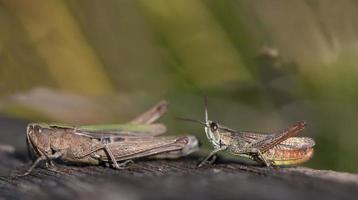 A male and a female grasshopper sit one behind the other in front of a green background on a dark surface photo