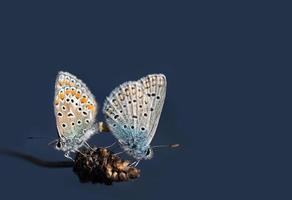 Close up of two butterflies, two blues, perched on a dry blade of grass for the purpose of propagation and reproduction, against a blue background. photo