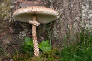A wild growing large mushroom with a long thin stalk, growing out of the mos, in front of a tree trunk photo