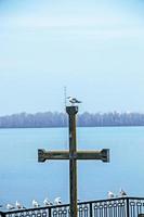 A white seagull sits on a sculpture of an Orthodox cross on the city's embankment photo