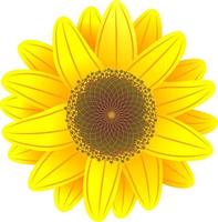 Yellow sunflower without background vector