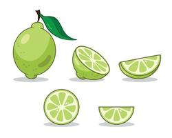 Lime set. Sliced lime. Lime slices. vector