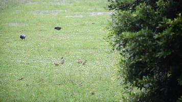 een vogel wandelen Aan de gazon video