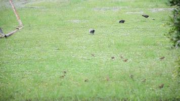 een vogel wandelen Aan de gazon video