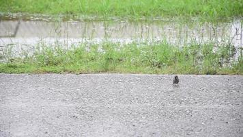 un pájaro caminando sobre el césped video