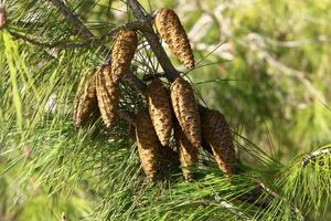 Cones on the branches of a Lebanese cedar in a city park in northern Israel. photo