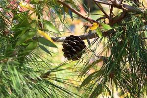 Cones on the branches of a Lebanese cedar in a city park in northern Israel. photo