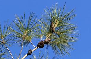 Cones on the branches of a Lebanese cedar in a city park in northern Israel. photo