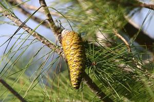 Cones on the branches of a Lebanese cedar in a city park in northern Israel. photo