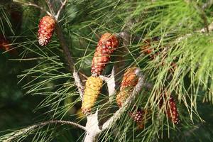 Cones on the branches of a Lebanese cedar in a city park in northern Israel. photo