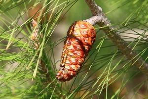 Cones on the branches of a Lebanese cedar in a city park in northern Israel. photo