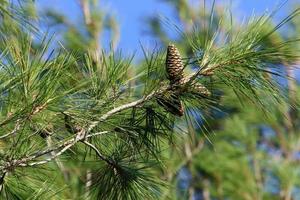 Cones on the branches of a Lebanese cedar in a city park in northern Israel. photo