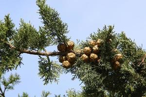 conos en las ramas de un cedro libanés en un parque de la ciudad en el norte de israel. foto