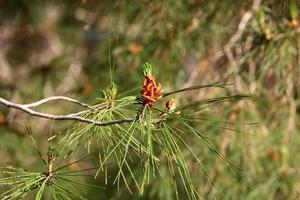 Cones on the branches of a Lebanese cedar in a city park in northern Israel. photo