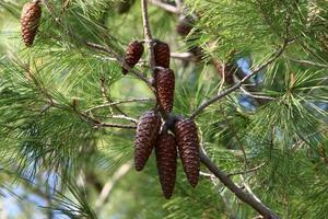 Cones on the branches of a Lebanese cedar in a city park in northern Israel. photo