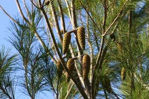 Cones on the branches of a Lebanese cedar in a city park in northern Israel. photo