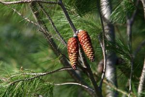 Cones on the branches of a Lebanese cedar in a city park in northern Israel. photo