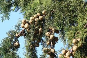 conos en las ramas de un cedro libanés en un parque de la ciudad en el norte de israel. foto