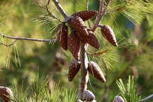Cones on the branches of a Lebanese cedar in a city park in northern Israel. photo