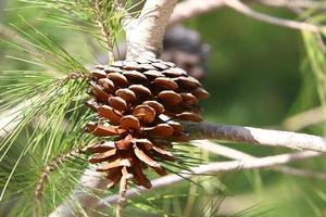 Cones on the branches of a Lebanese cedar in a city park in northern Israel. photo