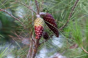 Cones on the branches of a Lebanese cedar in a city park in northern Israel. photo