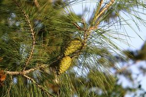 Cones on the branches of a Lebanese cedar in a city park in northern Israel. photo