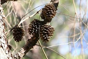 Cones on the branches of a Lebanese cedar in a city park in northern Israel. photo