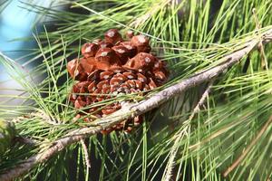 Cones on the branches of a Lebanese cedar in a city park in northern Israel. photo